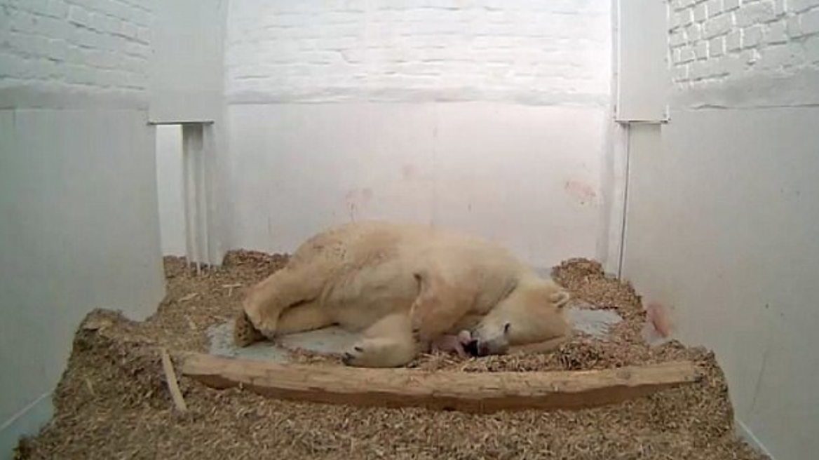 Θλίψη στο Βερολίνο: Πέθανε 26 ημέρες μετά τη γέννησή του το πολικό αρκουδάκι